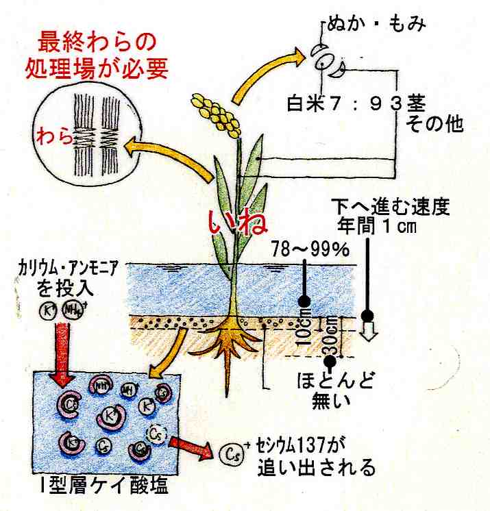 %E3%82%BB%E3%82%B7%E3%82%A6%E3%83%A0001.jpg