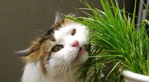 320px-Cat_Eating_Catgrass