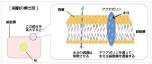 アクアポリン