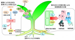 植物と微生物：イメージ図