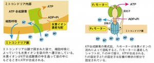 ssミトコンドリア合成