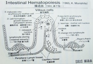 造血血液・細胞新生の真実