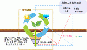 食物連鎖