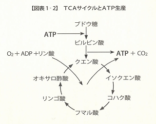 TCA%E3%82%B5%E3%82%A4%E3%82%AF%E3%83%AB%E3%81%A8ATP%E7%94%9F%E7%94%A3.jpg