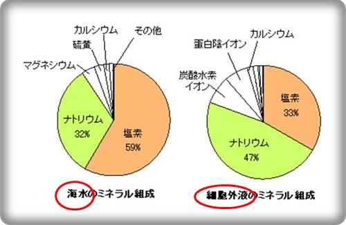 %E6%B5%B7%E6%B0%B4%E3%80%80%E7%B4%B0%E8%83%9E%E3%80%80%E3%83%9F%E3%83%8D%E3%83%A9%E3%83%AB.jpg