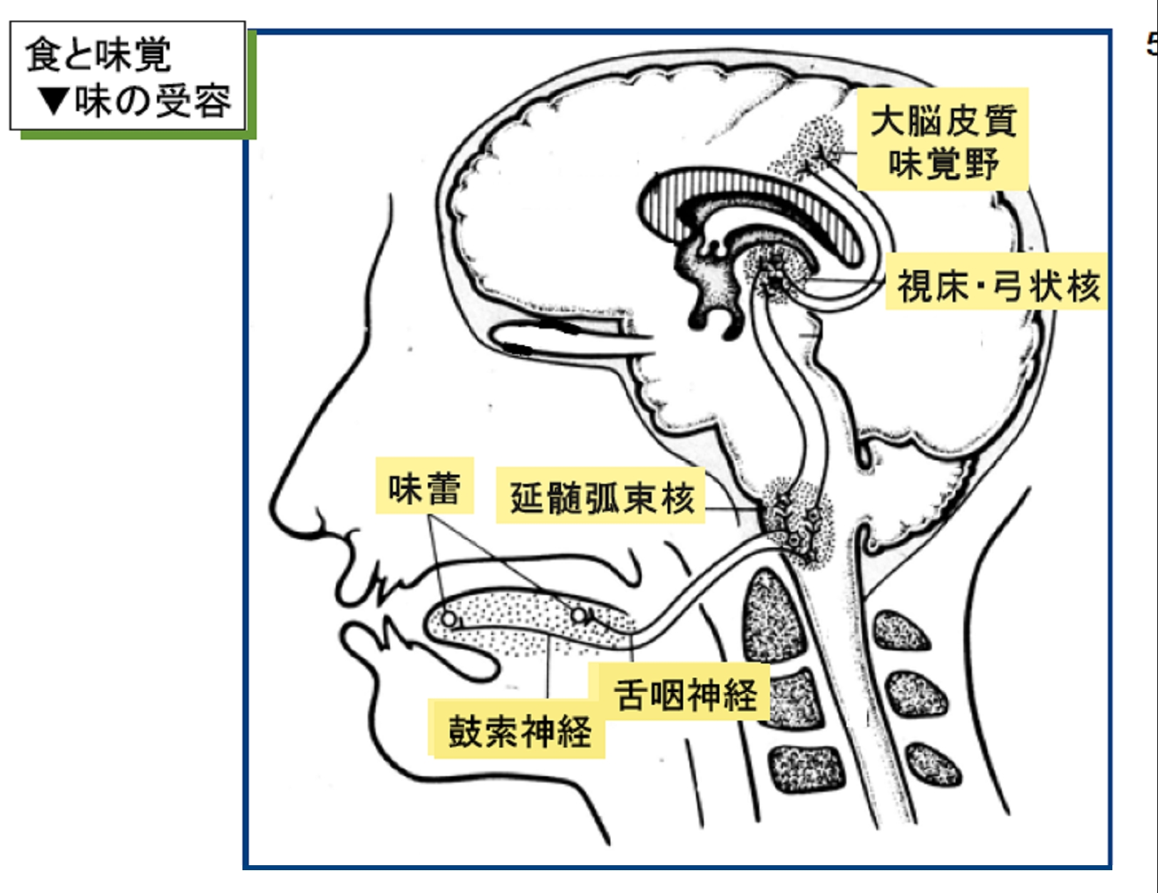 %E9%A3%9F%E3%81%A8%E5%91%B3%E8%A6%9A.jpg